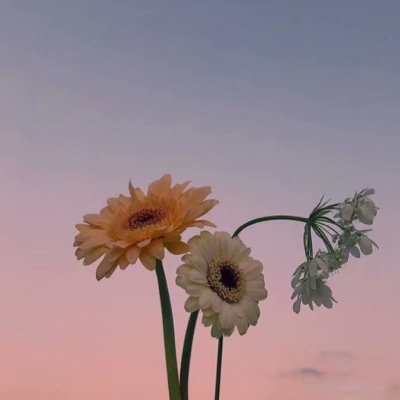 白灏宇:风景静物头像/花朵/唯美