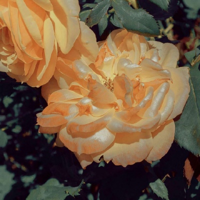 白灏宇:风景静物头像/花朵/唯美