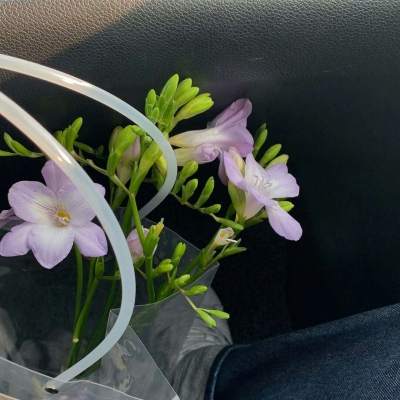 白灏宇:风景静物头像/花朵/唯美
