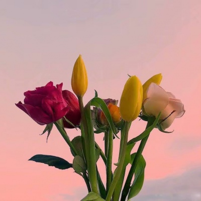 白灏宇:风景静物头像/花朵/唯美