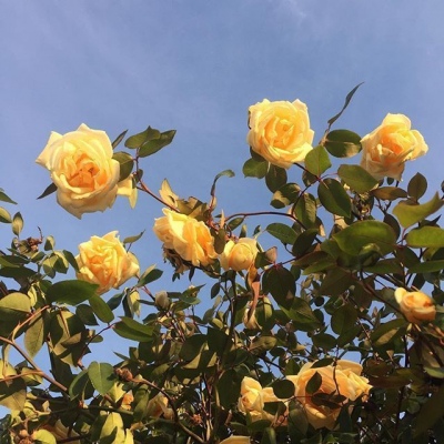 白灏宇:风景静物头像/花朵/唯美