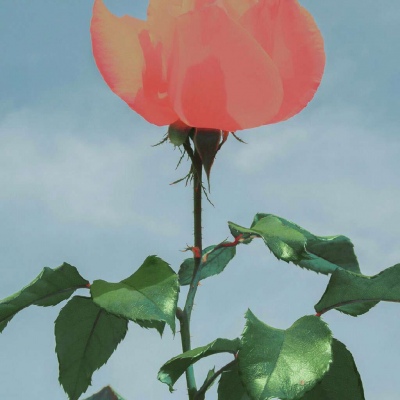 白灏宇:风景静物头像/花朵/唯美