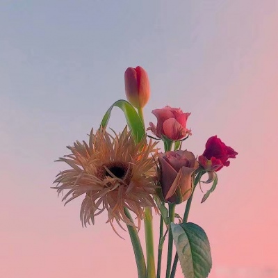 白灏宇:风景静物头像/花朵/唯美