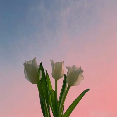 白灏宇:风景静物头像/花朵/唯美