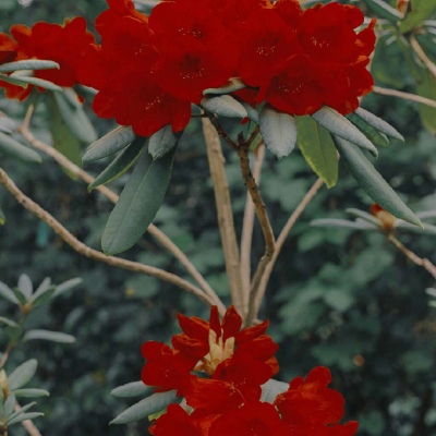 白灏宇:风景静物头像/花朵/唯美