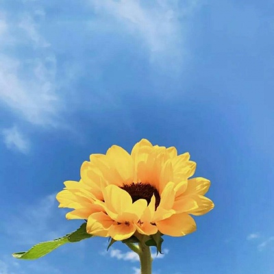 安奈 蓝色清新系背景图