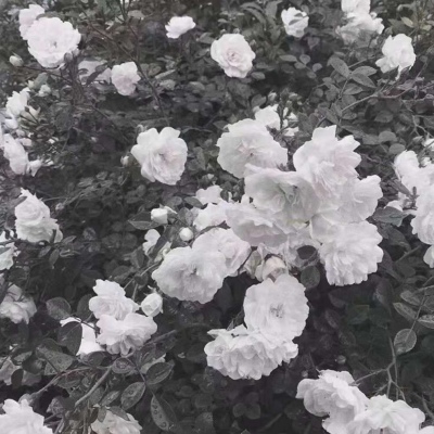 高清背景图 后来我很后悔向某些人坦诚过心扉