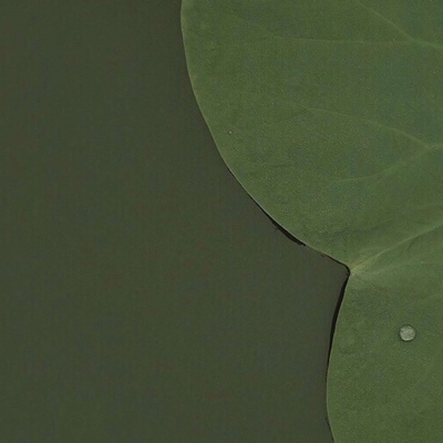 皆甜:清新绿色背景图/我可以把整个世界涂成绿色，只要你喜欢