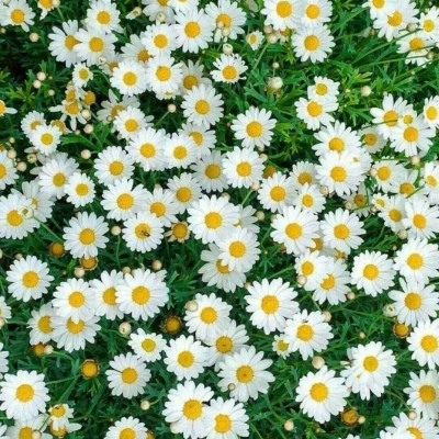花朵背景图 邂逅