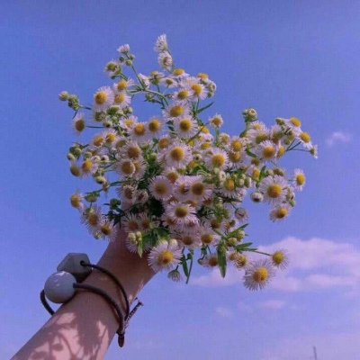 花朵背景图 邂逅
