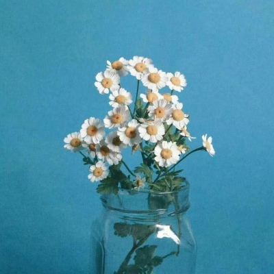 花朵背景图 邂逅