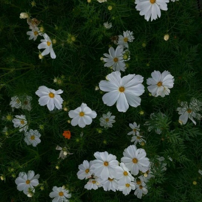 花朵背景图 邂逅