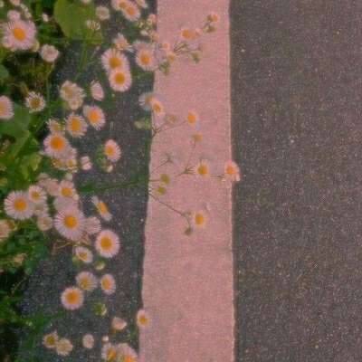 花朵背景图 邂逅