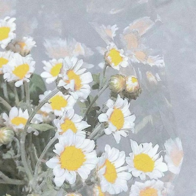 花朵背景图 邂逅