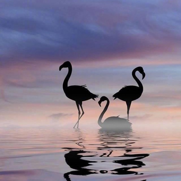 晚霞中的火烈鸟 摄影师：Dominic Liam