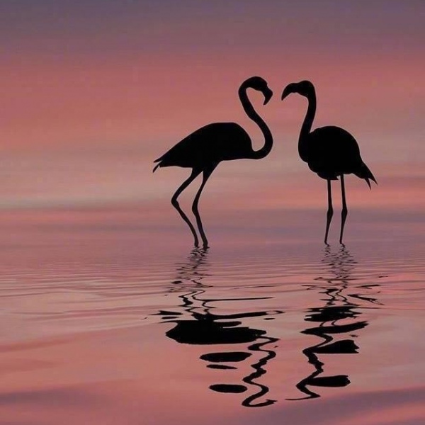 晚霞中的火烈鸟 摄影师：Dominic Liam