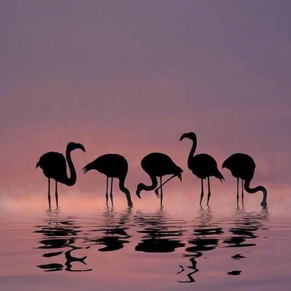 晚霞中的火烈鸟 摄影师：Dominic Liam