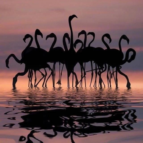 晚霞中的火烈鸟 摄影师：Dominic Liam