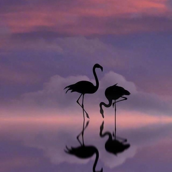 晚霞中的火烈鸟 摄影师：Dominic Liam