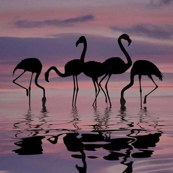 晚霞中的火烈鸟 摄影师：Dominic Liam
