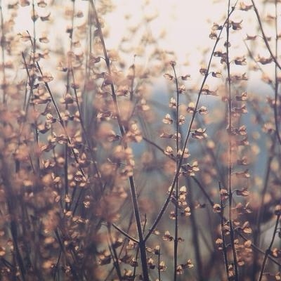 风景静物头像