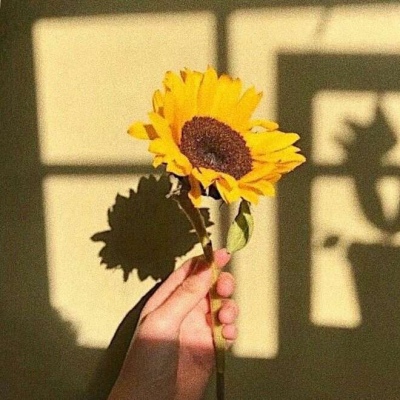黄色系背景美图（唯美 静物 花 颜色）月牙儿