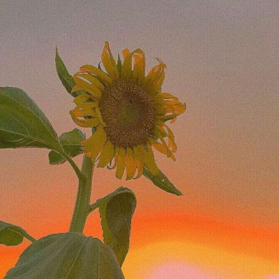 苏苡冉.清新唯美花朵背景图