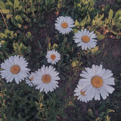苏苡冉.清新唯美花朵背景图