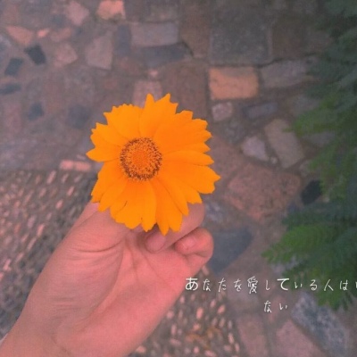 苏苡冉.清新唯美花朵背景图