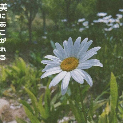 苏苡冉.清新唯美花朵背景图