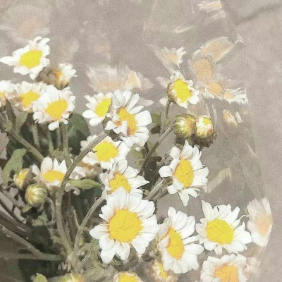 苏苡冉.清新唯美花朵背景图