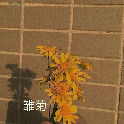 苏苡冉.清新唯美花朵背景图