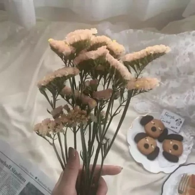 顾妍：风景静物唯美背景图  -枯木逢春 苍翠欲滴帆船遇风
