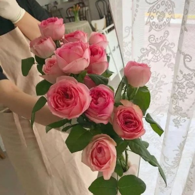 顾妍：风景静物唯美背景图  -枯木逢春 苍翠欲滴帆船遇风