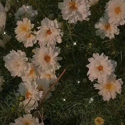 仙气十足的背景图，超ins