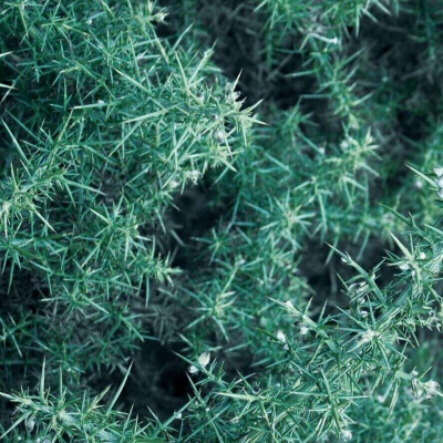 九牧：绿色植物雏菊花朵头像     梦里你是无底的黑洞