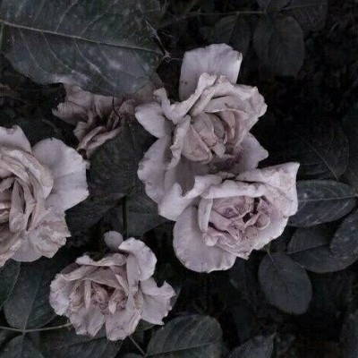 九牧：绿色植物雏菊花朵头像     梦里你是无底的黑洞