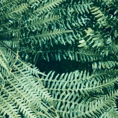 九牧：绿色植物雏菊花朵头像     梦里你是无底的黑洞