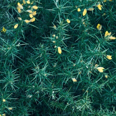九牧：绿色植物雏菊花朵头像     梦里你是无底的黑洞
