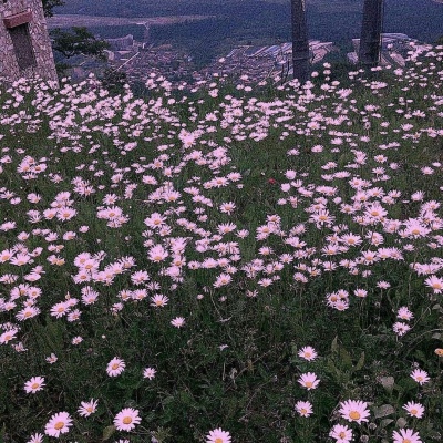 九牧：绿色植物雏菊花朵头像     梦里你是无底的黑洞