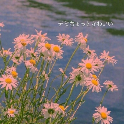 九牧：绿色植物雏菊花朵头像     梦里你是无底的黑洞