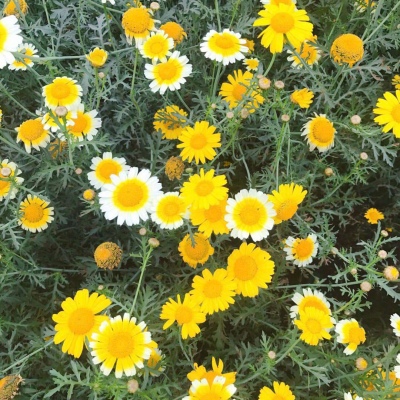花花/奶酥/拿图留赞啊