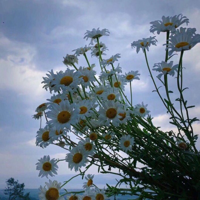 花花/奶酥/拿图留赞啊