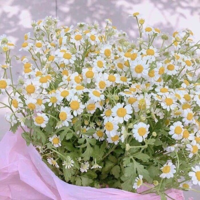 花花/奶酥/拿图留赞啊