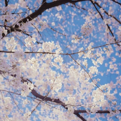 白灏宇：花朵风景头像     你主动找我不行吗？