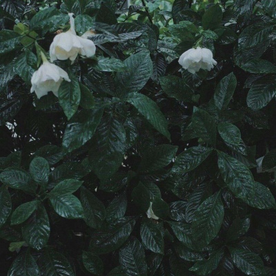 白灏宇：花朵风景头像     你主动找我不行吗？