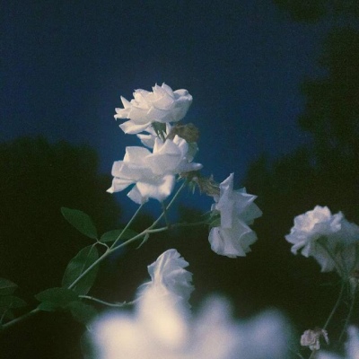 白灏宇：花朵风景头像     你主动找我不行吗？