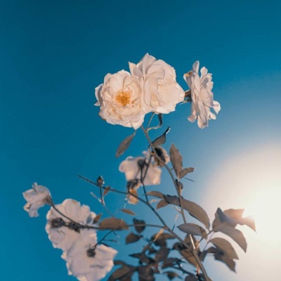 白灏宇：花朵风景头像     你主动找我不行吗？