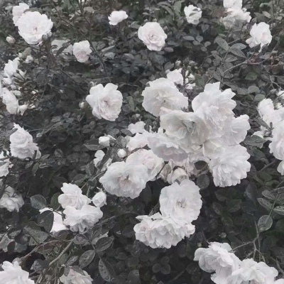 白灏宇：花朵风景头像     你主动找我不行吗？