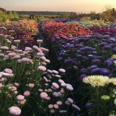 白灏宇：花朵风景头像     你主动找我不行吗？